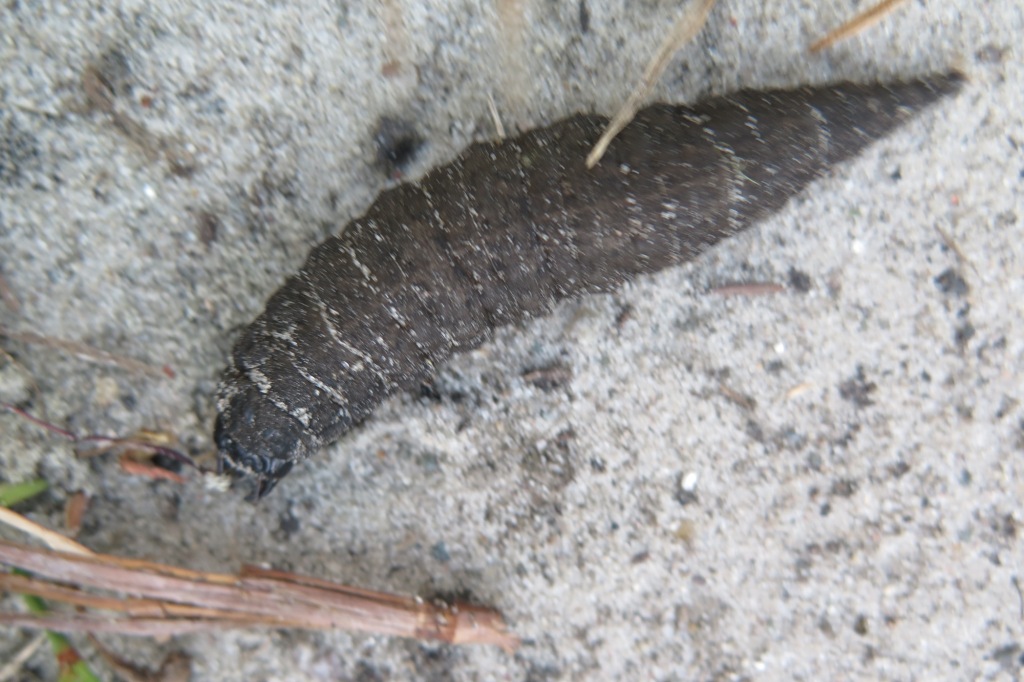 larve van welke watertor